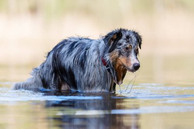 Avustralya çoban köpeği bir göl suda duruyor