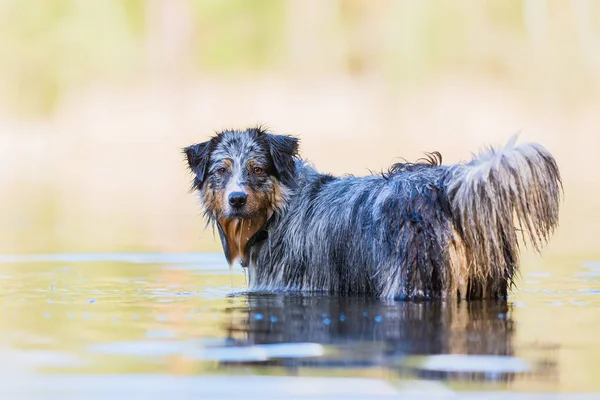 Cão Pastor Australiano Fica Água Lago — Fotografia de Stock