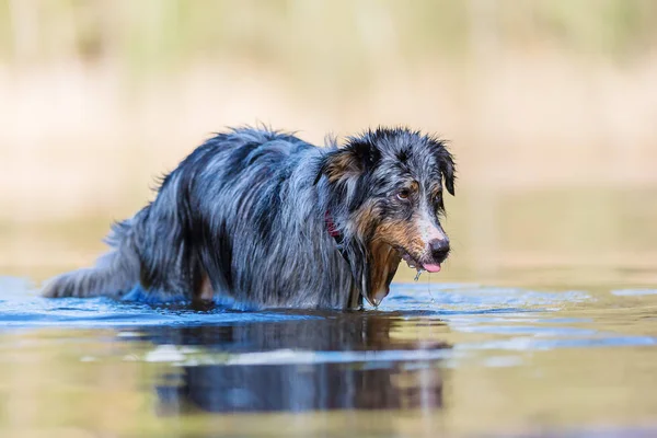 Avustralya çoban köpeği bir göl suda duruyor