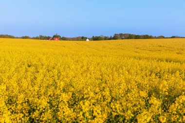 mavi gökyüzü ile tecavüz alanlarının manzara resim