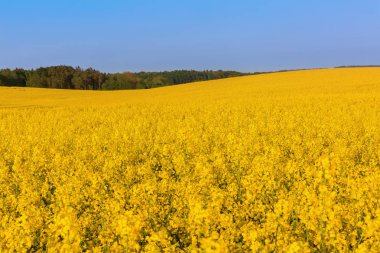 mavi gökyüzü ile tecavüz alanlarının manzara resim