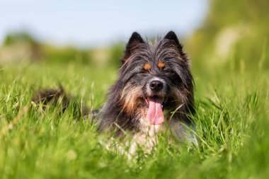 bir çayır üzerinde bir Elo köpek portre resmi