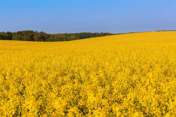 mavi gökyüzü ile tecavüz alanlarının manzara resim