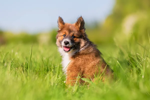 Portre Resmi Bir Çayır Üzerinde Oturan Bir Elo Köpek Yavrusu — Stok fotoğraf