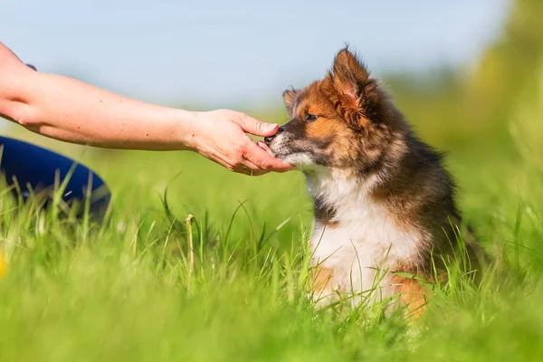 bir kişinin el şirin bir Elo köpek burnu ile çalış