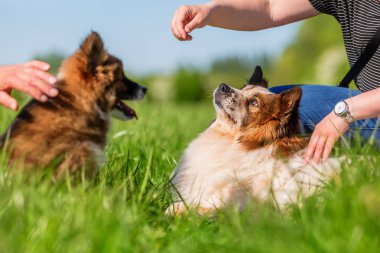 insanlar bir yetişkin Elo ve an Elo köpek yavrusu bir çayır üzerinde oynamak