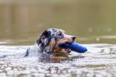 Avustralyalı çoban ile burun tedavi çantada bir gölde yüzüyor