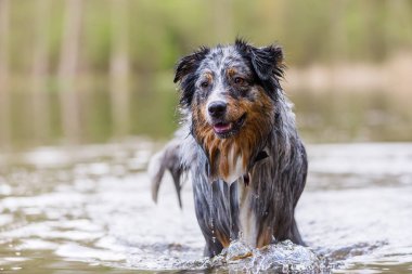 resmi bir gölde duran bir Avustralyalı çoban