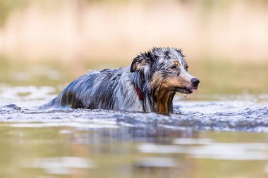 resmi bir gölde duran bir Avustralyalı çoban