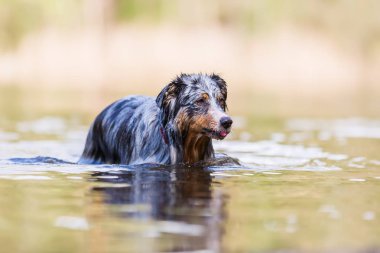 resmi bir gölde duran bir Avustralyalı çoban