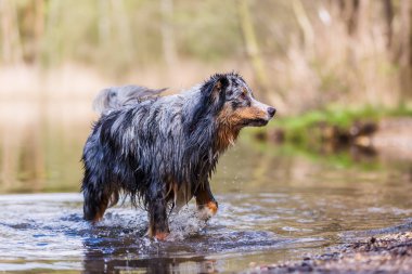 ıslak Avustralya çoban köpeği bir göl sınırda duruyor ve efendisinin için örnek alıyor