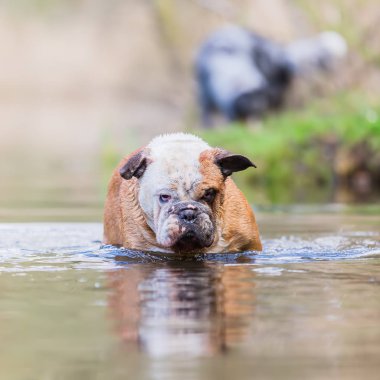 bir gölde duran bir İngilizce Bulldog resmini