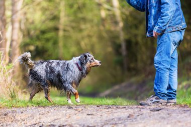 bir adamın ıslak bir Avustralya çoban köpeği açık havada ile resmi