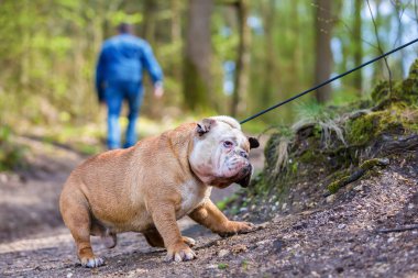 English Bulldog in the forest drags at a leash clipart