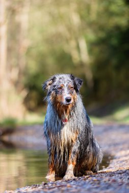 ıslak Avustralya çoban köpeği bir göl sınırda oturur