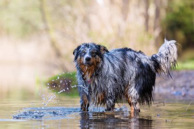 bir göl oynayan bir Avustralya Sheperd köpek resmi