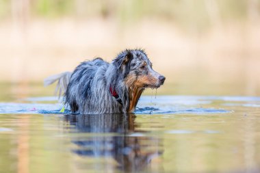 resmi bir gölde duran bir Avustralyalı çoban