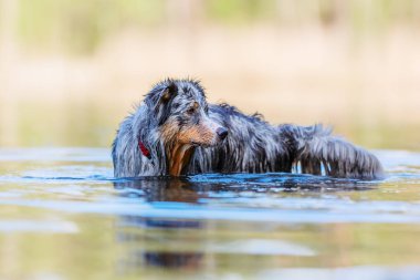 resmi bir gölde duran bir Avustralyalı çoban