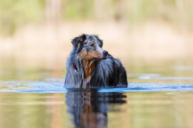 resmi bir gölde duran bir Avustralyalı çoban