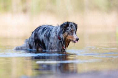 resmi bir gölde duran bir Avustralyalı çoban