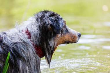 Headshot bir Avustralya çoban köpeğinin bir göl sınırında