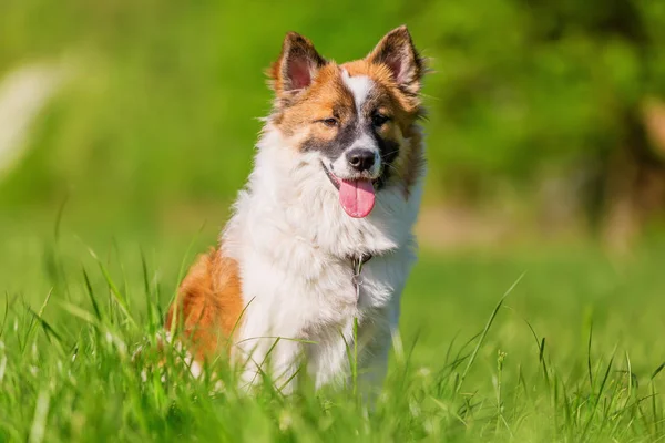 bir çayır üzerinde oturan bir Elo köpek resmi