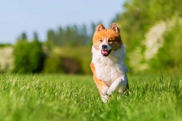 picture of a cute Elo dog who runs on a meadow