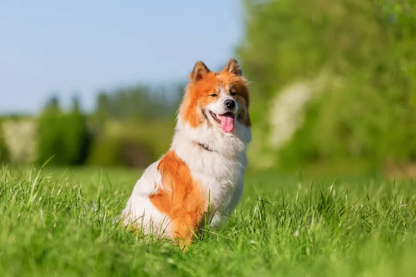 Obraz Ładny Pies Elo Który Siedzi Łące — Zdjęcie stockowe