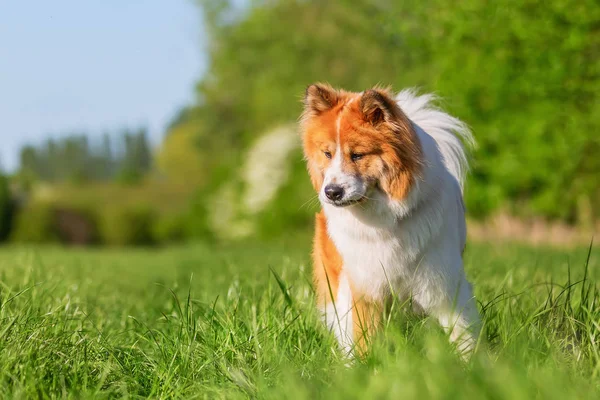 Obrázek Roztomilý Pes Elo Který Chodí Louce — Stock fotografie