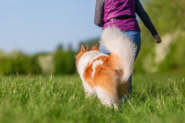 Gambar Seorang Wanita Yang Berjalan Dengan Anjing Elo Padang Rumput — Stok Foto