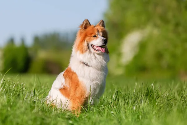 picture of a cute Elo dog who sits on a meadow