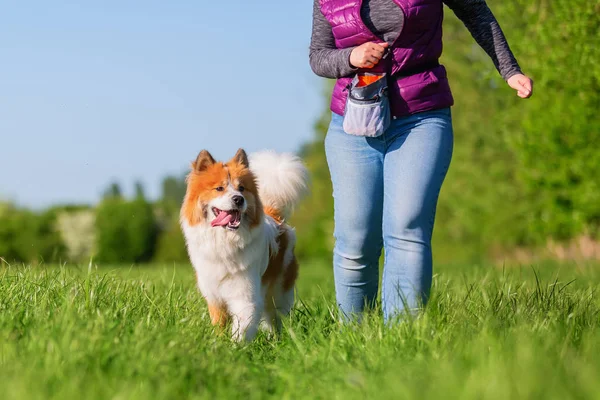 ile an Elo köpek bir çayır üzerinde yürüyen bir kadın resim