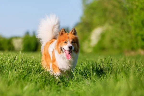 Bild Eines Niedlichen Elo Hundes Der Auf Einer Wiese Spazieren — Stockfoto