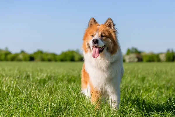 bir çayır üzerinde oturan bir Elo köpek resmi
