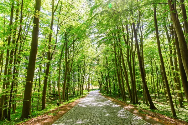 Typische Forest Avenue Met Keien Rügen Duitsland — Stockfoto