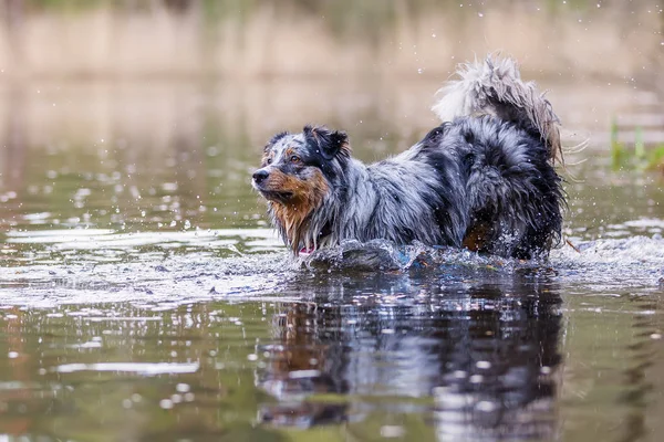 Bild Eines Australischen Schäferhundes Der Einen See Springt — Stockfoto