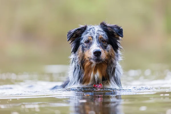 resmi bir gölde duran bir Avustralyalı çoban