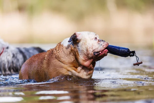 Su burun tedavi çantada ile İngilizce Bulldog yürür