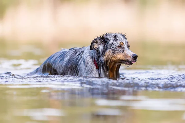 resmi bir gölde duran bir Avustralyalı çoban