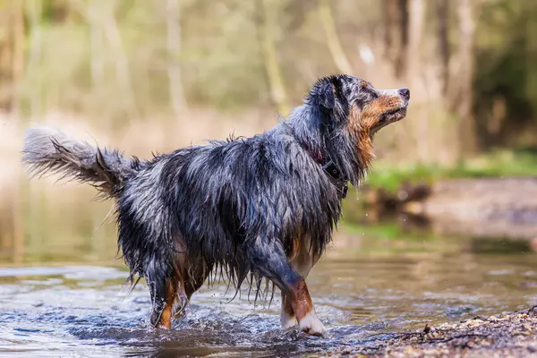 ıslak Avustralya çoban köpeği bir göl sınırda duruyor ve efendisinin için örnek alıyor