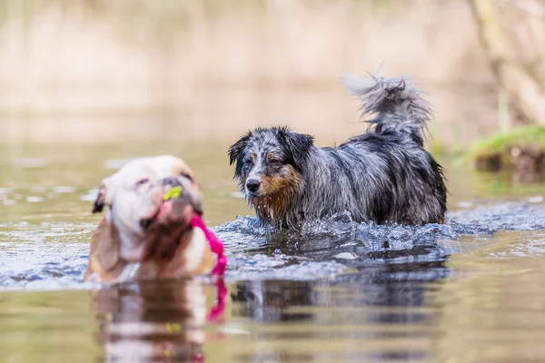 bir İngilizce Bulldog ve bir gölde oynamak bir Avustralyalı çoban resmi