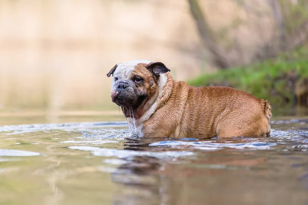 picture of an English Bulldog who stands in a lake