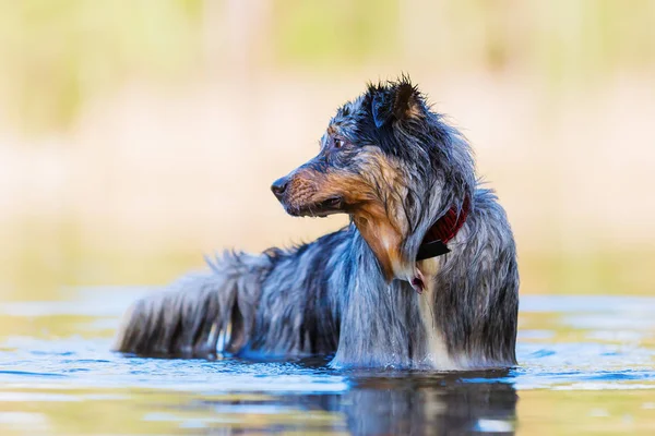 resmi bir gölde duran bir Avustralyalı çoban