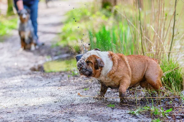 picture of an English Bulldog who comes dirty out of the water