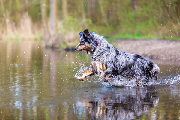 Australian Shepherd dog jumps in a lake