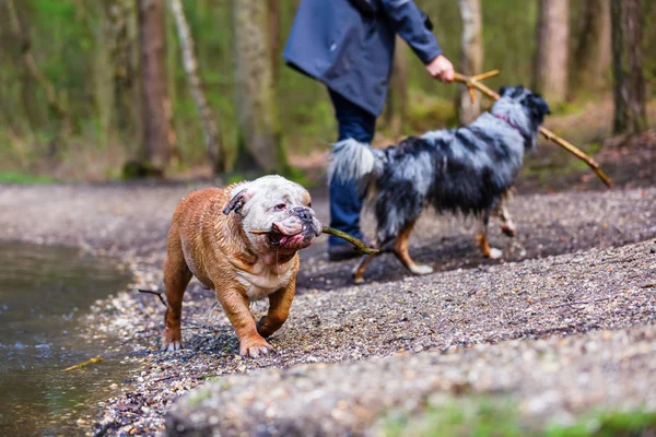 bir Avustralya çoban köpeği ve bir İngilizce bulldog açık havada kişi oynuyor