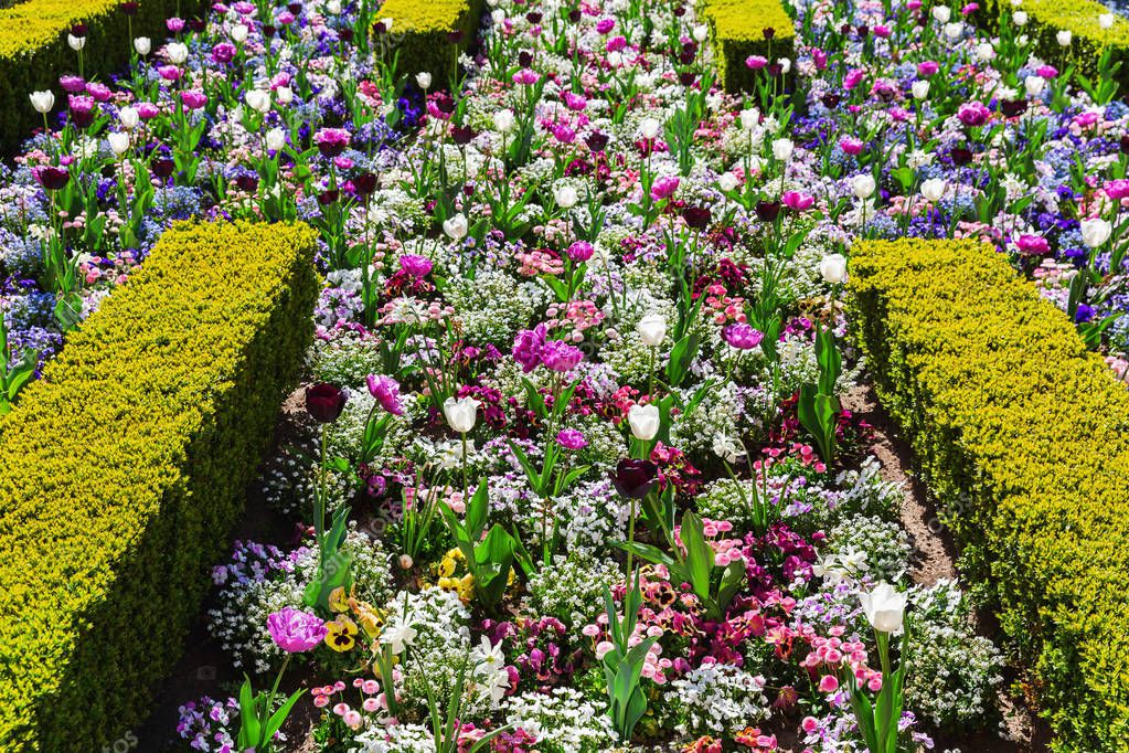 Imagen de una cama con flores de primavera entre setos de boj 2022