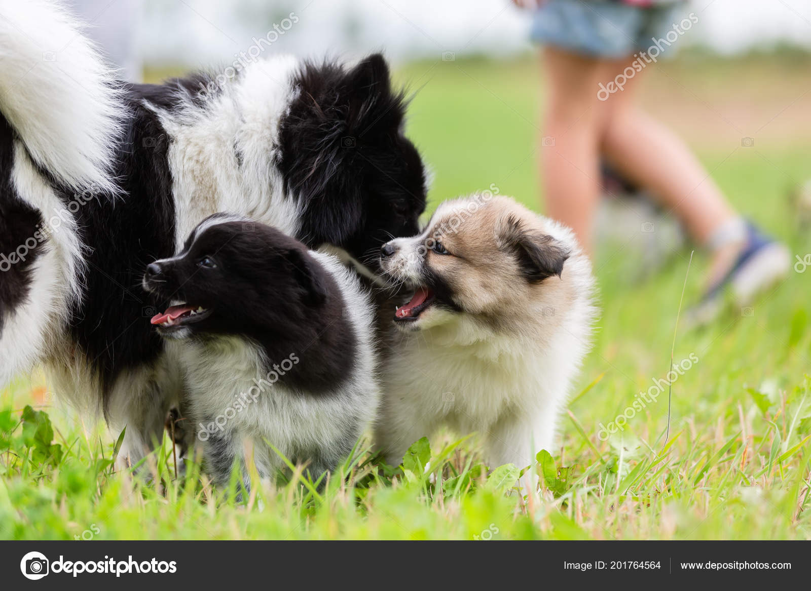 Photo Chien Mère Elo Qui Joue Avec Ses Chiots Avec