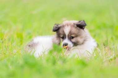 çayır üzerinde şirin bir Elo köpek portre resmi