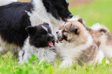 çayır on oynayan sevimli Elo kukla